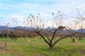 Apple tree in authumn Royalty Free Stock Photo