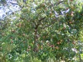 Apple tree. Autumn tree branch background. Royalty Free Stock Photo