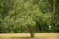 Apple tree on forest background