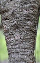 Strange Apple Tree Bark Pattern