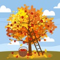 Apple tree with basket of apples, ladder, rural landscape. Hello Autumn, harvest, ripe fruits on tree, countriyside fall Royalty Free Stock Photo