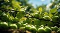 Apple tree bearing fruit, from below, in a green garden , Generate AI