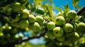 Apple tree bearing fruit, from below, in a green garden , Generate AI