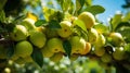 Apple tree bearing fruit, from below, in a green garden , Generate AI