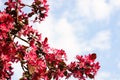 Apple tree with beautiful pink flowers against blue sky, space for text. Amazing spring blossom Royalty Free Stock Photo