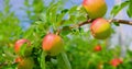 Apple tree. Beautiful ripe pink apples fruits. Juicy fruits hanging on branch in orchard garden. Close-up. Farming food Royalty Free Stock Photo