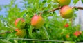 Juicy apples hanging on branch in orchard garden. Trees are tied, abundant harvest. Beautiful ripe pink fruits. Close-up Royalty Free Stock Photo