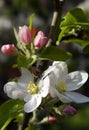 Apple tree with bee
