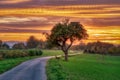 Apple tree and bench beside a path at sunset Royalty Free Stock Photo