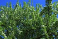 Apple tree in bloom. Apple blossom on blue sky background. Sunny spring day Royalty Free Stock Photo