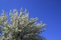 Apple tree in bloom. Apple blossom on blue sky background. Sunny spring day Royalty Free Stock Photo