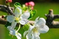 Apple Tree In Bloom Royalty Free Stock Photo