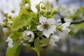 Apple tree in bloom with delicate flowers, young green leaves and drops early dew in the morning sun close up. Royalty Free Stock Photo