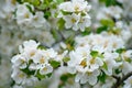 Apple tree in bloom with delicate white five petals flowers and young green leaves close up