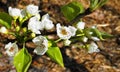 Apple tree in bloom with delicate white five petals flowers and young green leaves close up. Royalty Free Stock Photo