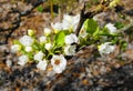 Apple tree in bloom with delicate white five petals flowers and young green leaves close up. Royalty Free Stock Photo