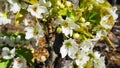 Apple tree in bloom with delicate white five petals flowers and young green leaves close up. Royalty Free Stock Photo