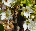 Apple tree in bloom with delicate white five petals flowers and young green leaves close up. Royalty Free Stock Photo