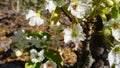 Apple tree in bloom with delicate white five petals flowers and young green leaves close up. Royalty Free Stock Photo