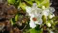 Apple tree in bloom with delicate white five petals flowers and young green leaves close up. Royalty Free Stock Photo