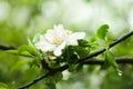 Apple tree in bloom, in a dutiful, cloudy day. Royalty Free Stock Photo