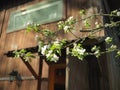 Apple tree bloom Royalty Free Stock Photo