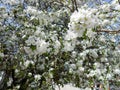 Apple tree bloom with leaves