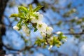 An apple tree in bloom in May