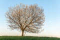 Apple tree in bloom in meadow at full moonrise at dusk Royalty Free Stock Photo