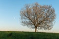 Apple tree in bloom in meadow at full moonrise at dusk Royalty Free Stock Photo