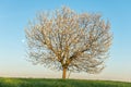 Apple tree in bloom in meadow at full moonrise at dusk Royalty Free Stock Photo