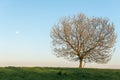 Apple tree in bloom in meadow at full moonrise at dusk Royalty Free Stock Photo