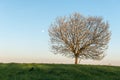 Apple tree in bloom in meadow at full moonrise at dusk Royalty Free Stock Photo