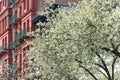 An apple tree in bloom on Montague St in Brooklyn, Heights, NYC