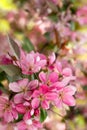 Apple tree in bloom, pink crab flowers with buds. Spring Blossom Apple Orchard Vertical Background