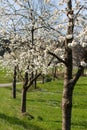 Apple tree bloom in south germany Royalty Free Stock Photo