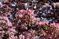 Apple tree bloom in spring. Malus Niedzwetzkyana.