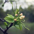 Apple Tree Bloom. Spring season. Aged photo. Royalty Free Stock Photo