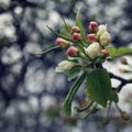 Apple Tree Bloom. Spring season. Aged photo. Royalty Free Stock Photo