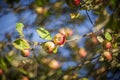 Apple tree Royalty Free Stock Photo