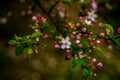 Apple tree in bloom