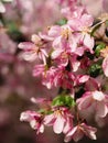 Apple tree in bloom Royalty Free Stock Photo