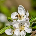 Apple tree bloomed white flowers Royalty Free Stock Photo