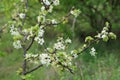 Apple tree in blooming Royalty Free Stock Photo