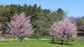 The apple tree blooming is a deciduous tree in the rose family best known for its sweet, pomaceous fruit, the apple. Royalty Free Stock Photo