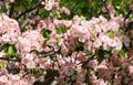 The apple tree blooming is a deciduous tree in the rose family best known for its sweet, pomaceous fruit Royalty Free Stock Photo