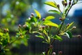 Apple tree blooming in the garden