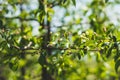 Apple tree blooming in the garden