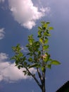 The apple tree is blooming. ÃÂ¡louds in the sky. Spring.