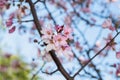 Apple tree blooming pink beautiful flowers with green leaves on branch and blue sky background for horizontal wallpaper macro Royalty Free Stock Photo